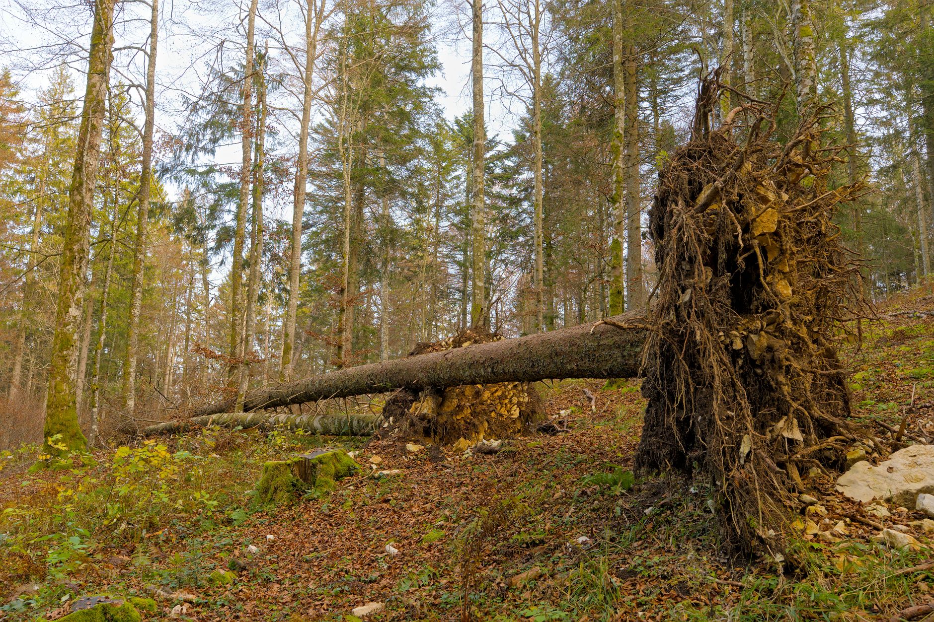 Enlèvement arbre urgence équipe à Millau